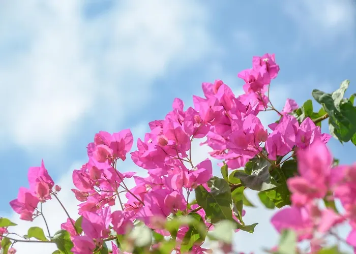 阿格里奇钻石公寓 4* Agia Anna (Naxos)