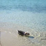 Aggeliki's Diamond 4* Αγία Άννα
